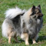 01 Mittelspitz Bonita von der Ro�steige1