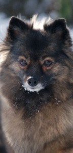 02 Mittelspitz Arabella von der Ro�steige