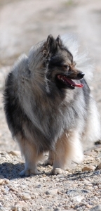 04 Mittelspitz Bonita von der Ro�steige