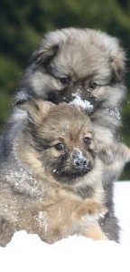 113 Mittelspitzwelpen Asterix und Aramis von der Ro�steige als Welpe