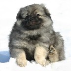 114 Mittelspitz Asterix von der Ro�steige als Welpe