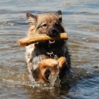 123 Mittelspitz Kikki von der Ro�steige