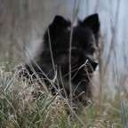 126 Mittelspitz Arabella von der Ro�steige