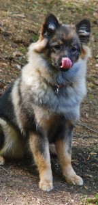 134 Mittelspitz Kikki von der Ro�steige