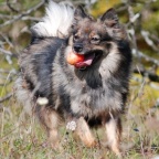 136 Mittelspitz Kikki von der Ro�steige mit Apfel