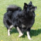 137 Mittelspitz Cassiopeia von der Ro�steige