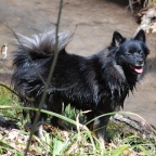 13 Mittelspitz Cassiopeia von der Ro�steige