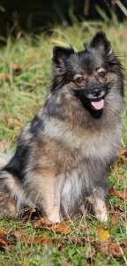 142 Mittelspitz Arabella von der Ro�steige