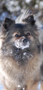 16 Mittelspitz Arabella von der Ro�steige