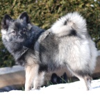 18 Mittelspitz Falbala von der Ro�steige