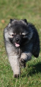 21 Mittelspitz Ella von der Ro�steige