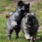 22 Mittelspitzwelpen vom E-Wurf von der Ro�steige