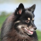 24 Mittelspitz Dundee von der Ro�steige