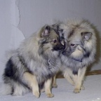 26 Mittelspitz Bonita und Belana von der Ro�steige