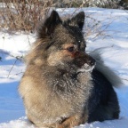 32 Mittelspitz Arabella von der Ro�steige