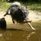 33 Mittelspitz Arabella von der Ro�steige