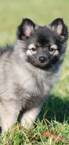 38 Mittelspitz Falbala von der Ro�steige