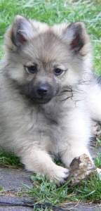 41 Mittelspitz Caprica von der Ro�steige