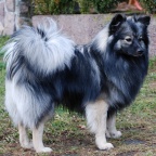 42 Mittelspitz Cisco von der Ro�steige