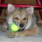 45 Mittelspitz Aragon von der Ro�steige