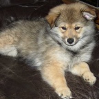 46 Mittelspitz Aragon von der Ro�steige