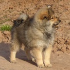 48 Mittelspitz Aragon von der Ro�steige