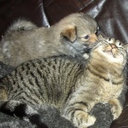 50 Mittelspitz Aragon von der Ro�steige und Share