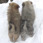 51 Mittelspitz Aramis und Ayla von der Ro�steige