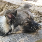 52 Mittelspitz Asterix von der Ro�steige