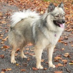 53 Mittelspitz Ayla von der Ro�steige