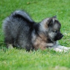 58 Mittelspitz Haylee von der Ro�steige