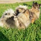 59 Mittelspitze Arabella und Bonita von der Ro�steige