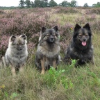 68 Mittelspitze von der Ro�steige in der Lueneburger Heideyers Rock in Italien