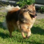 73 Mittelspitz Aramis von der Ro�steige