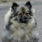 78 Mittelspitz Bonita von der Ro�steige