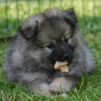 79 Mittelspitz Belana von der Ro�steige