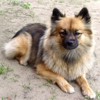 81 Mittelspitz Babsy von der Ro�steige als Teenager