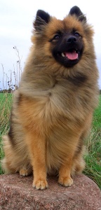 82 Mittelspitz Babsy von der Ro�steige als Teenager