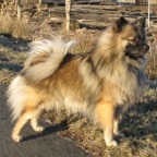 85 Mittelspitz Chingolo von der Ro�steige