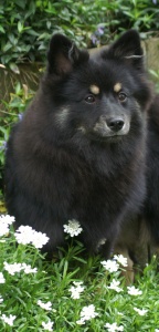 86 Mittelspitz Dundee von der Ro�steige