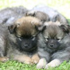 89 Mittelspitz Babsy und Bonita von der Ro�steige als Welpen