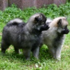 91 Mittelspitze Caprica und Cisco von der Ro�steige als Welpen