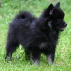 92 Mittelspitz Cassiopeia von der Ro�steige als Welpe