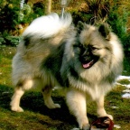 94 Mittelspitz Heartbreaker Gil von der Ro�steige