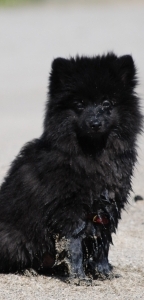 96 Mittelspitz John Boy von der Ro�steige