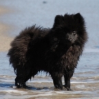 97 Mittelspitz John Boy von der Ro�steige