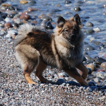 Am Strand vom Mons Klint mit den Mittelspitzen von der Ro�steige - 33