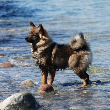 Am Strand vom Mons Klint mit den Mittelspitzen von der Ro�steige - 45