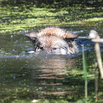 Ausflug mit den Mittelspitzen von der Ro�steige an den Weiher 2011 - 26