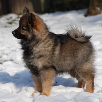 Mittelspitz Kikki von der Roßsteige mit 11-Wochen-04 Mittelspitz Kikki von der Roßsteige mit 11-Wochen-04